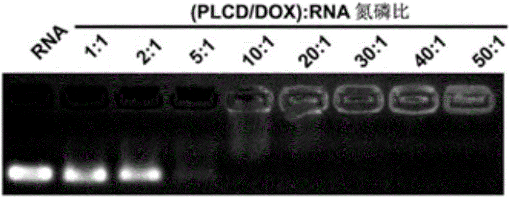 Tumor-targeting nanoparticles co-loading chemotherapy drug and nucleic acid and preparation method thereof