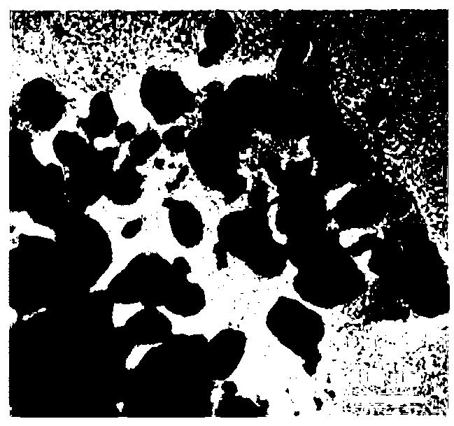 Preparation method of high-purity Fe5C2 nanoparticles and application of high-purity Fe5C2 nanoparticles in Fischer-Tropsch synthesis reaction