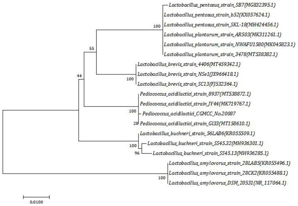 Pediococcus acidilactici with excellent alcohol stress resistance and application