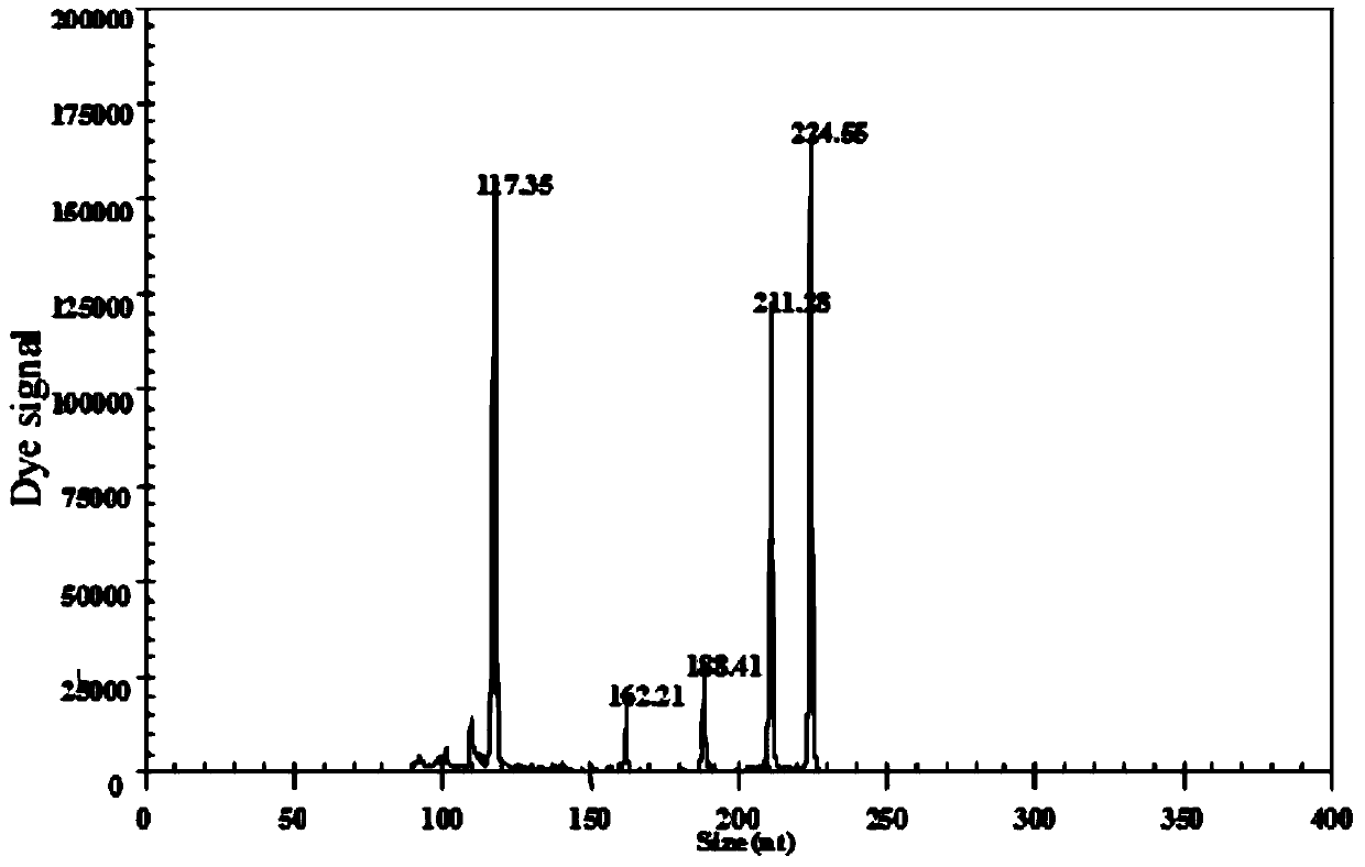 Gexp rapid detection primer set, kit and application for simultaneous identification of main subtypes of avian influenza