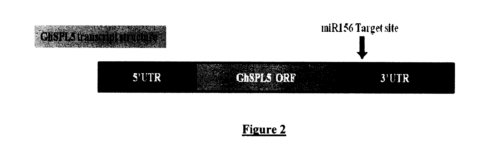 Method for production of transgenic cotton plants