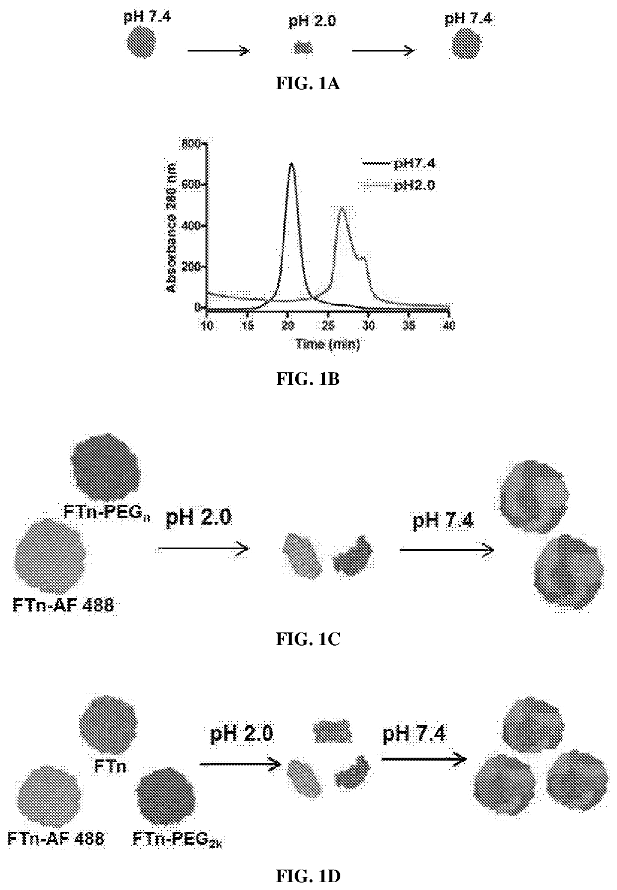 Protein nanocages with enhanced mucus penetration for targeted tissue and intracellular delivery