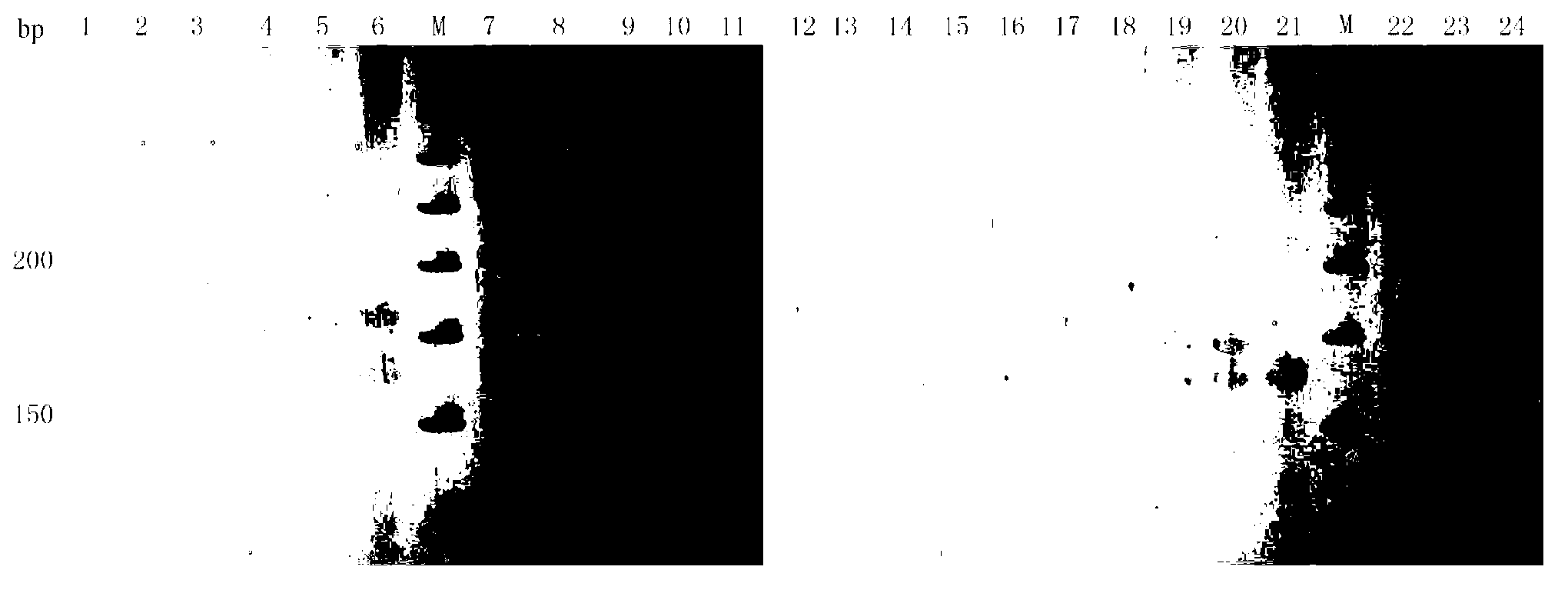 Radix polygonati officinalis microsatellite DNA (deoxyribonucleic acid) molecular marker