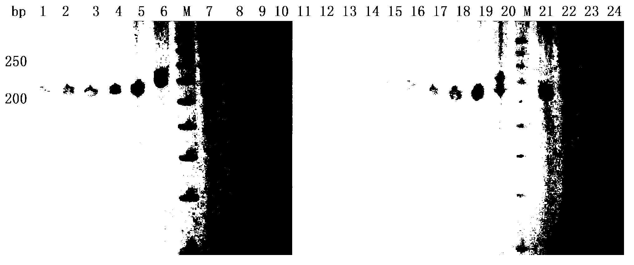 Radix polygonati officinalis microsatellite DNA (deoxyribonucleic acid) molecular marker