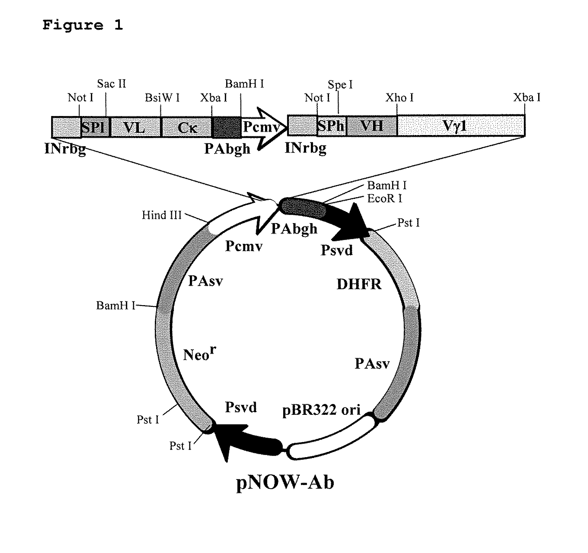 Anti-cd20 monoclonal antibodies