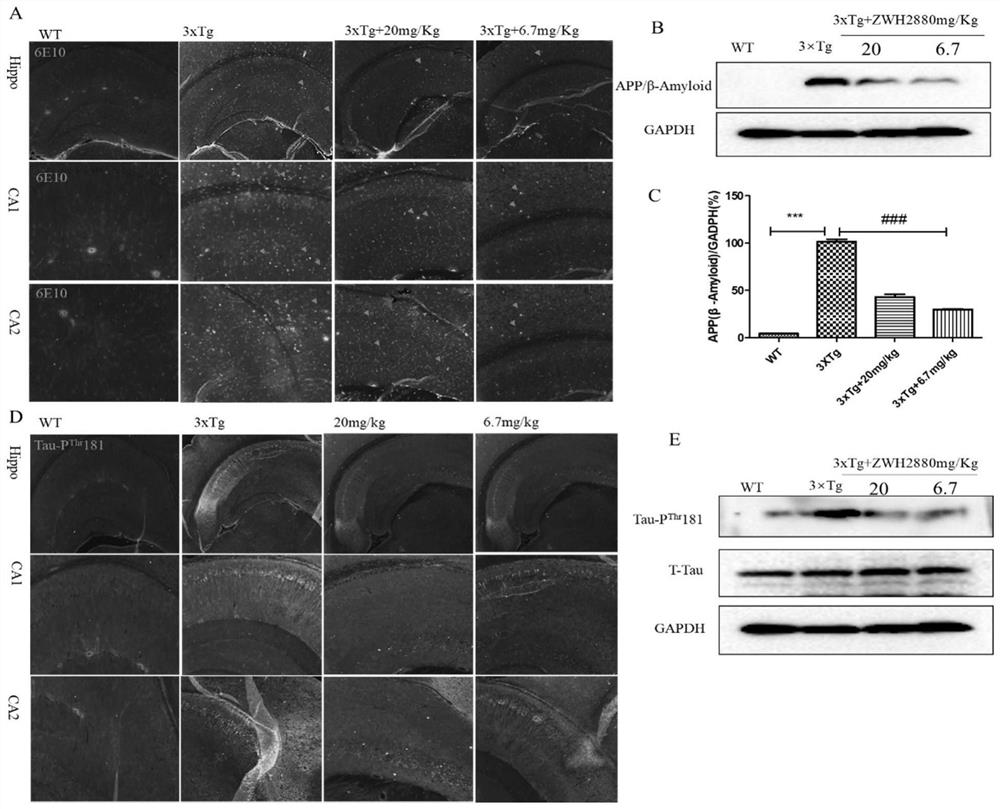 Application of artemisia annua extract in preparing preparation for treating or preventing AD