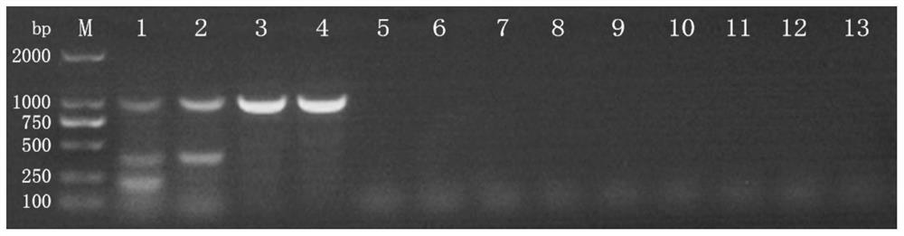 A triple PCR detection primer and kit for rapidly distinguishing African swine fever virus wild strains from gene-deleted strains