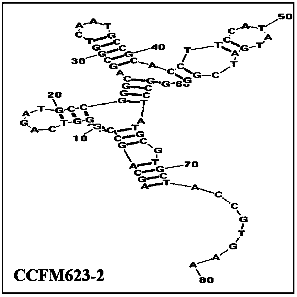 An aptamer, screening method and application for binding to Bifidobacterium breve