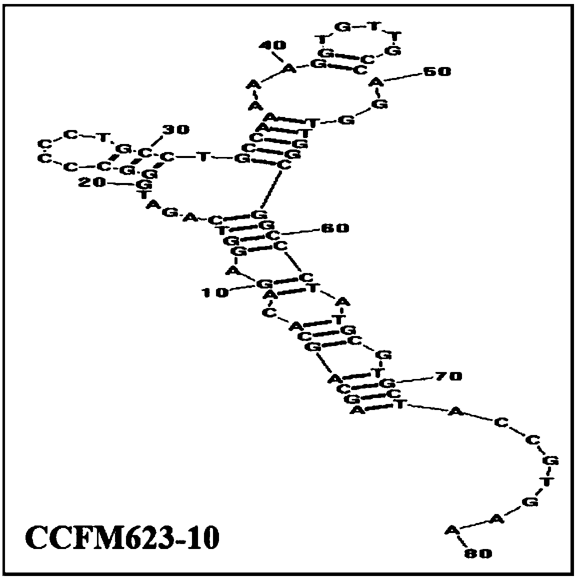 An aptamer, screening method and application for binding to Bifidobacterium breve