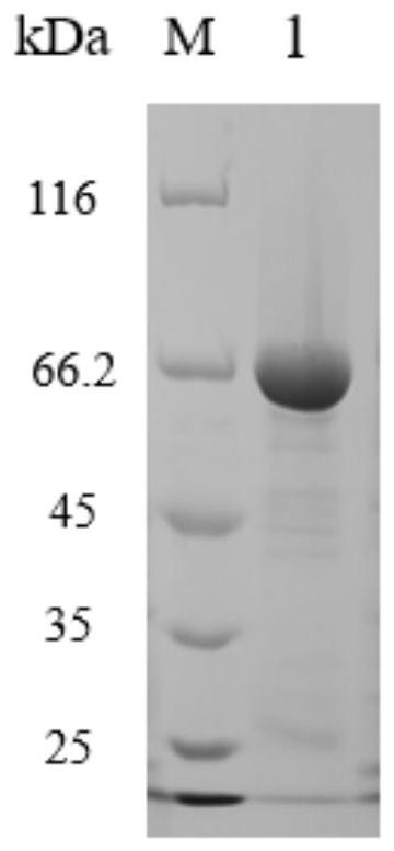 Method for improving soluble expression quantity of beta-cyclodextrin glucosyltransferase