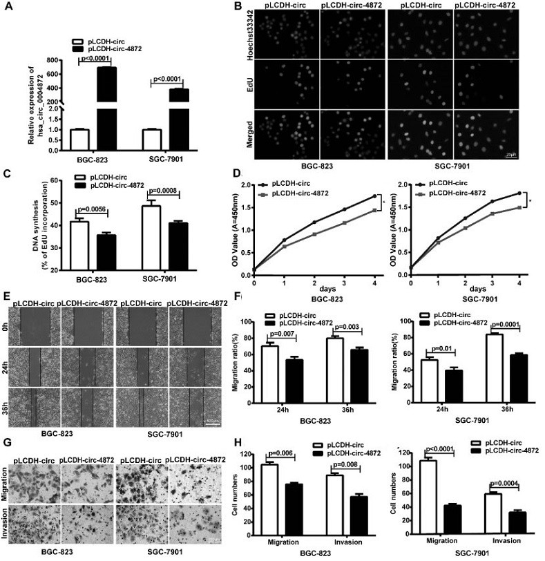 Novel use of circular RNA hsa_circ_0004872 for gastric cancer therapy