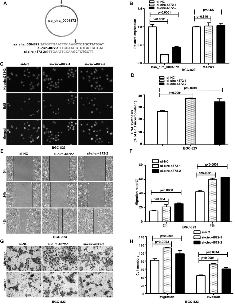 Novel use of circular RNA hsa_circ_0004872 for gastric cancer therapy