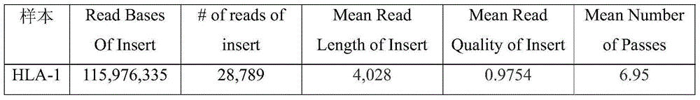 HLA (human leucocyte antigen) typing method based on PacBio RS II sequencing platform