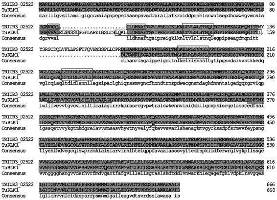 Wheat wula receptor-like protein kinase gene TuRLK1 and application of Wheat wula receptor-like protein kinase gene TuRLK1