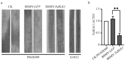 Wheat wula receptor-like protein kinase gene TuRLK1 and application of Wheat wula receptor-like protein kinase gene TuRLK1