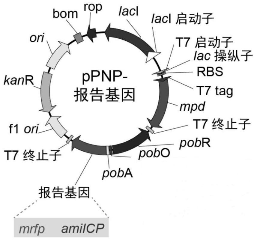 Whole-cell biosensor for detecting p-nitrophenol and detection method