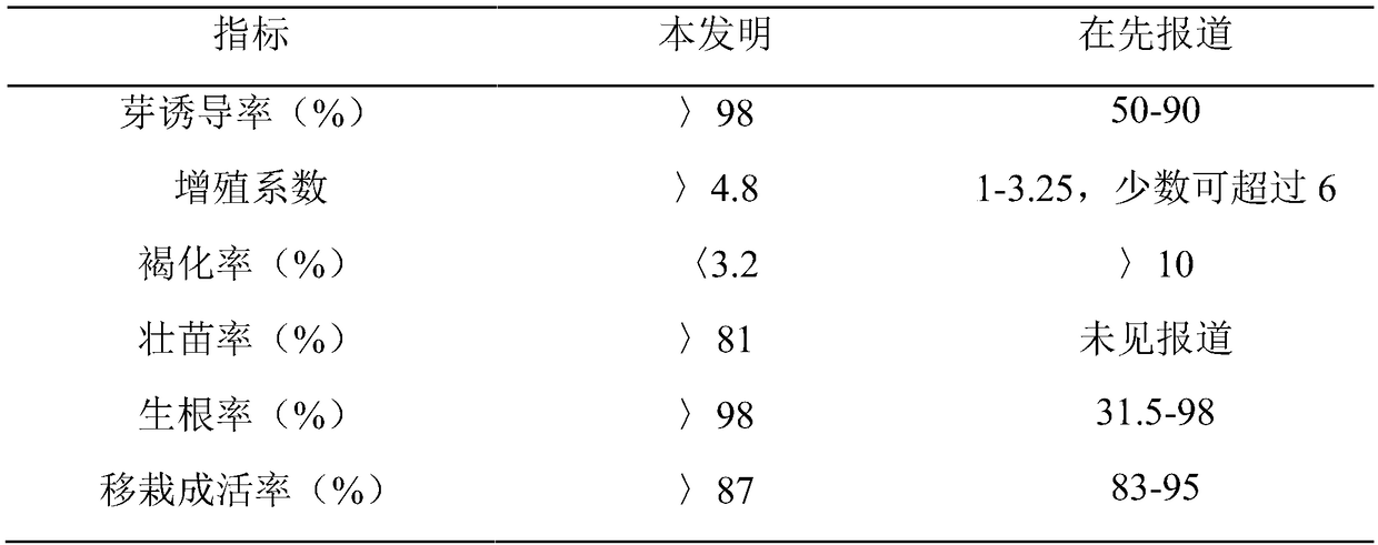 A kind of tissue culture propagation method of camphor stem section