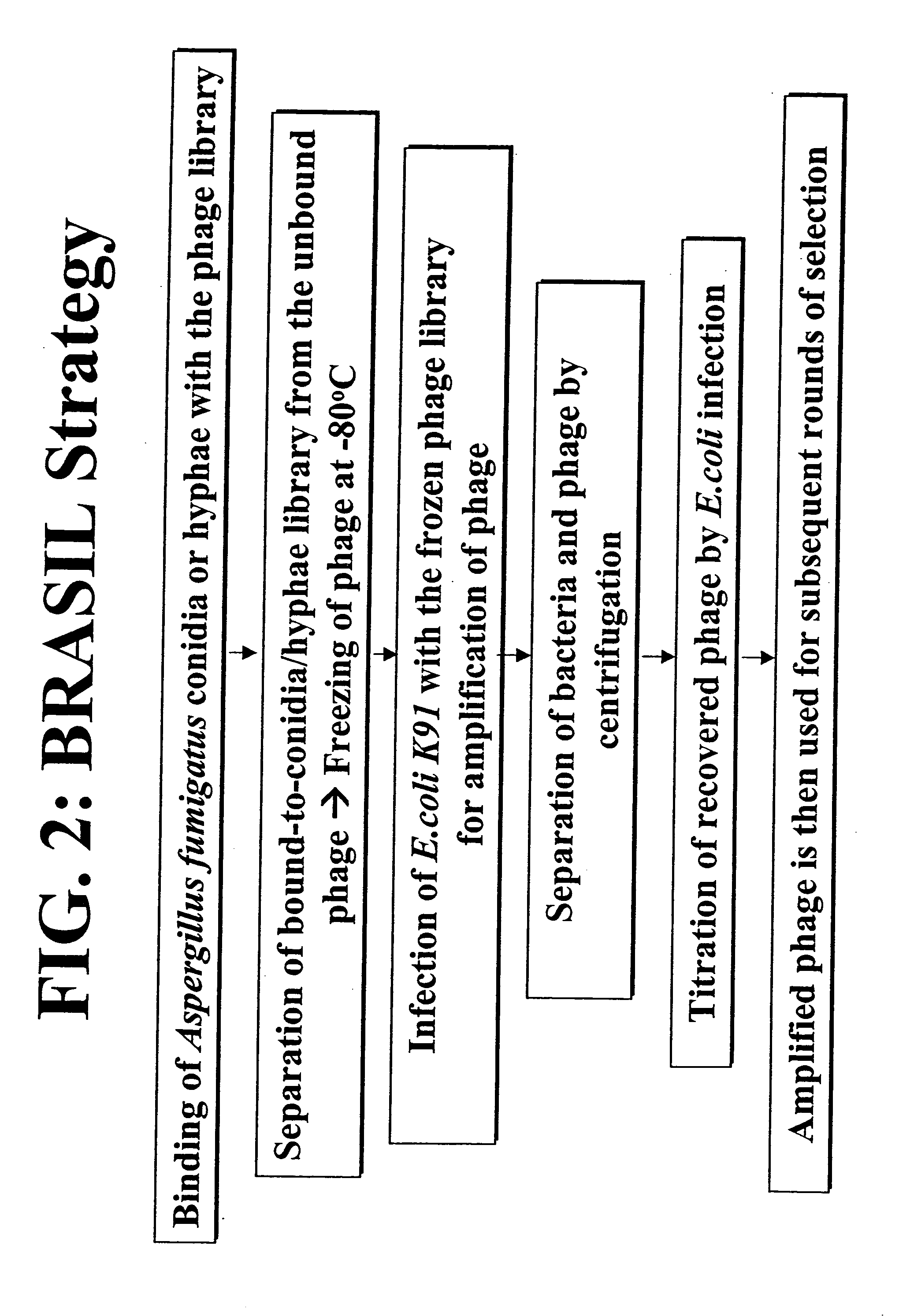 Biopanning as an approach to study the pathogenesis of and produce novel treatment modalities for invasive Aspergillosis