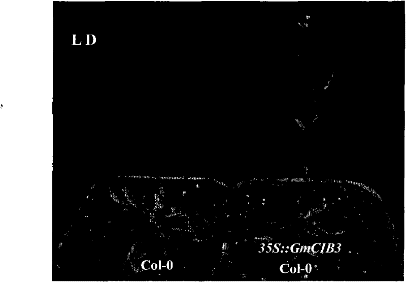 Soybean blossoming regulation gene GmCIB3, coding protein and application thereof