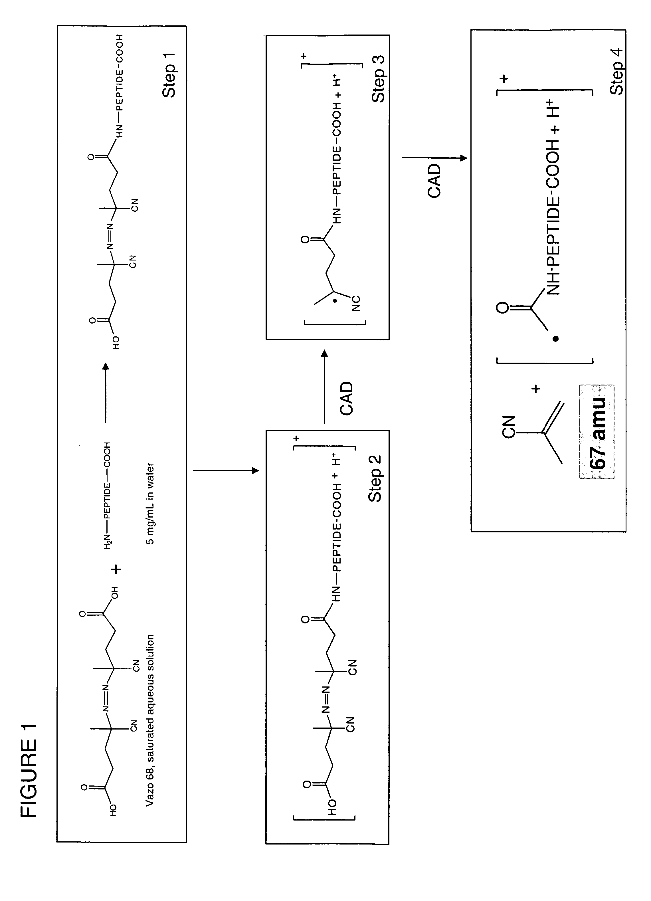 System and method of free radical initiated protein sequencing