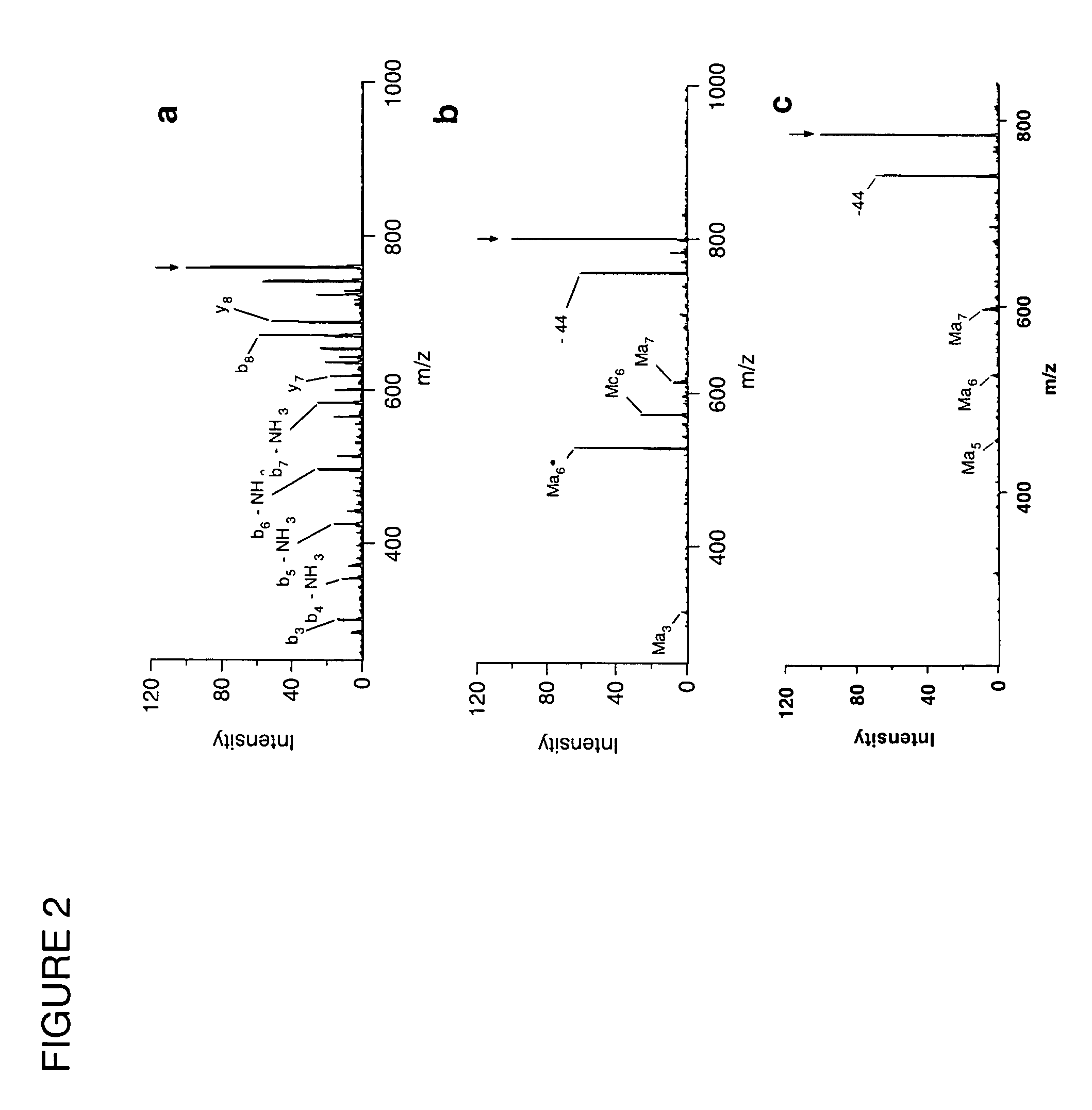 System and method of free radical initiated protein sequencing