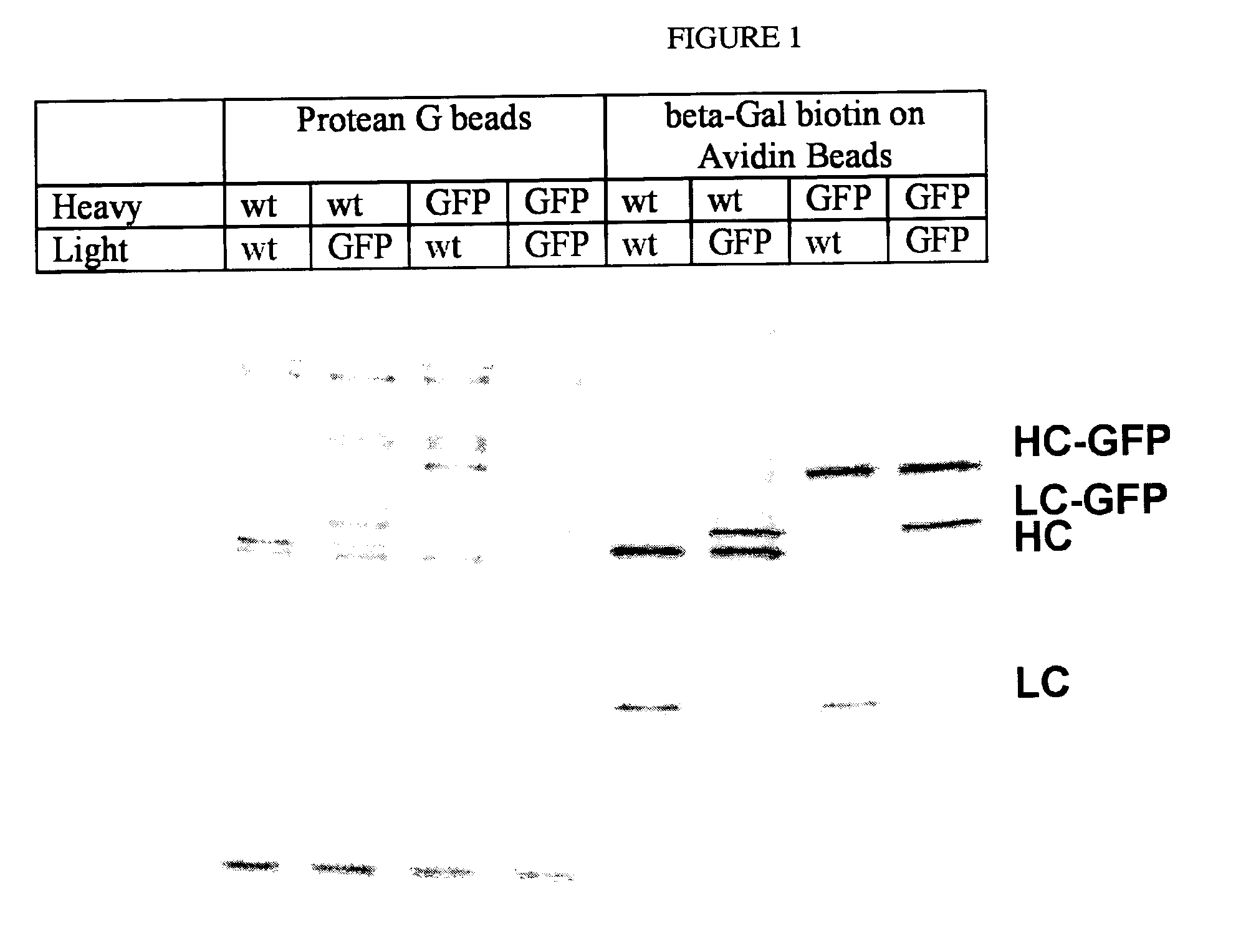 Animals, cells and methods for production of detectably-labeled antibodies