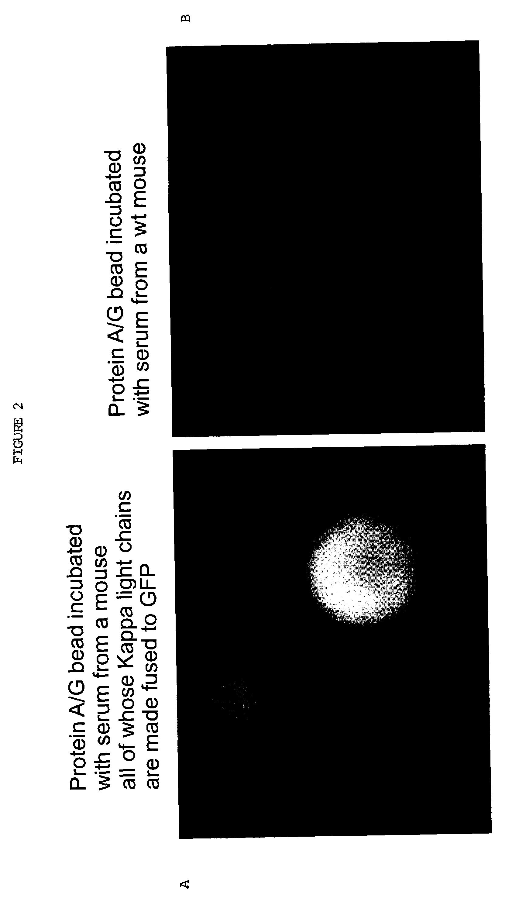 Animals, cells and methods for production of detectably-labeled antibodies