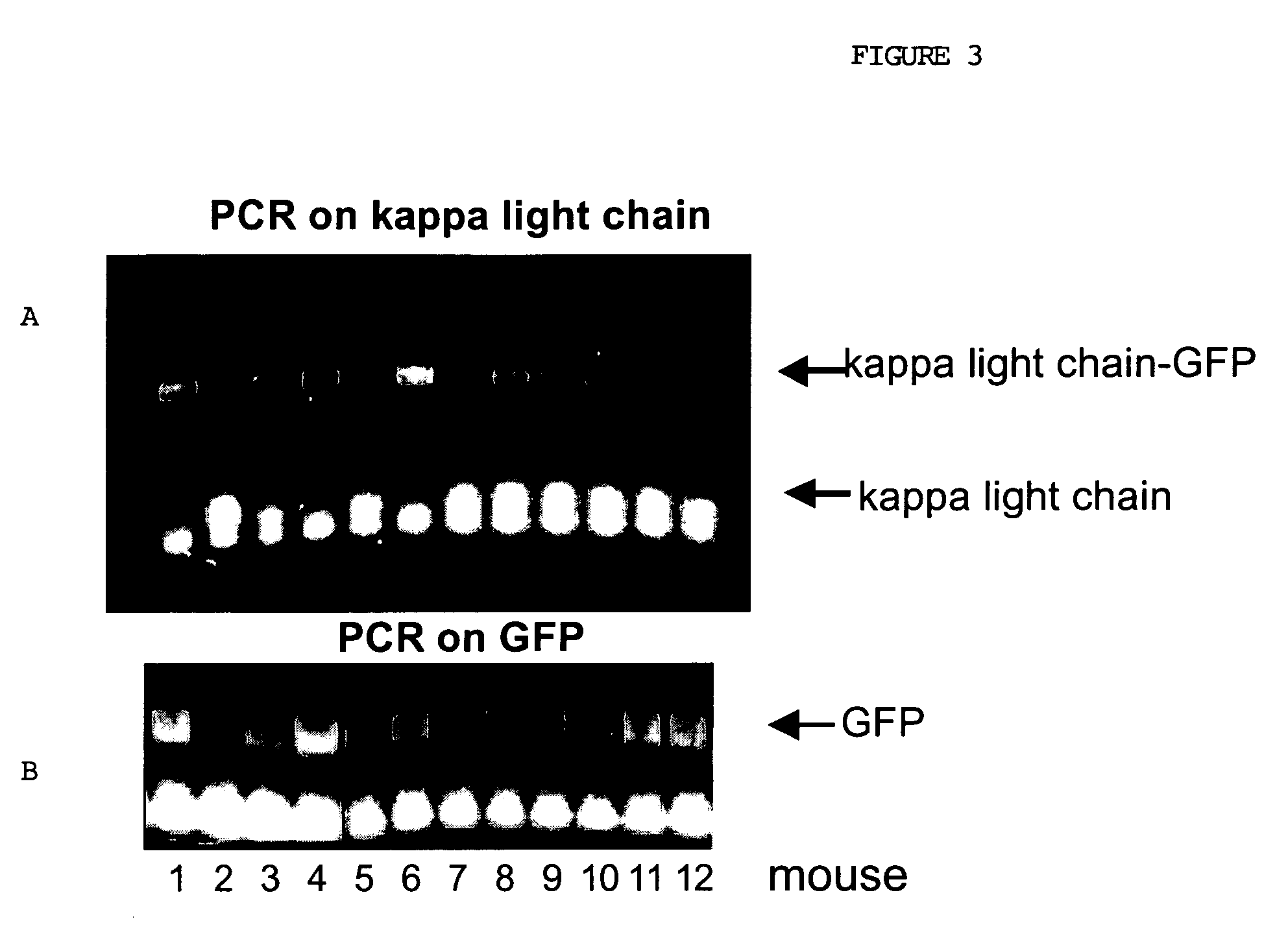 Animals, cells and methods for production of detectably-labeled antibodies