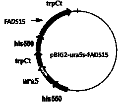 Mortierella alpina, M. alpina genetic engineering strain of overexpression omega 3 desaturase gene and construction method of strain