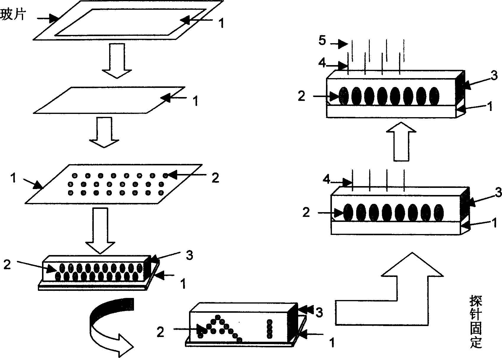 Method for testing biomolecule based on colloid crystal