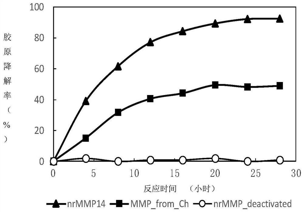 A kind of low-temperature matrix metalloproteinase and its coding gene and application