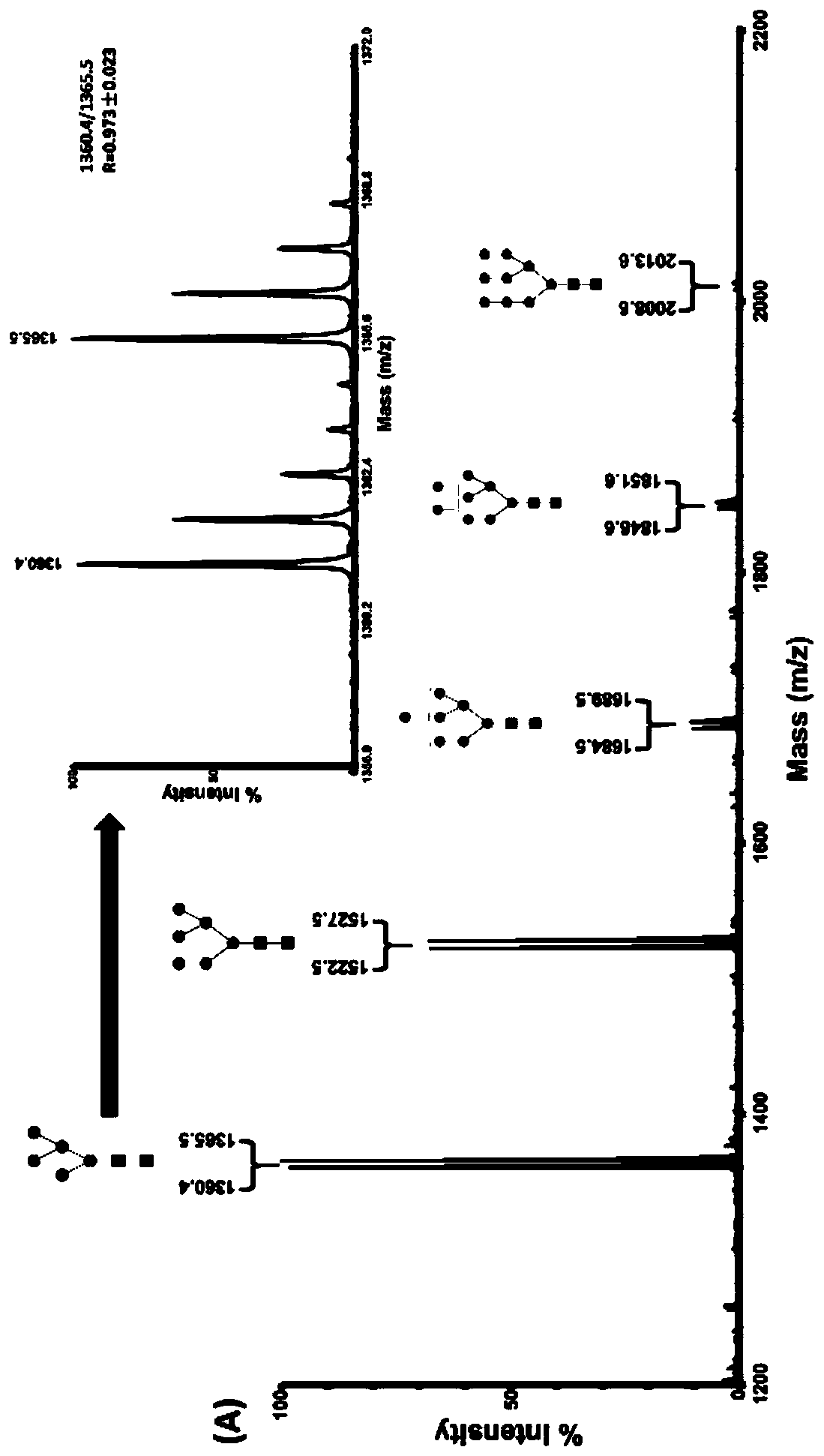 Rapid quantitative analysis method and application of n-glycans based on maldi-ms and stable isotope labeling