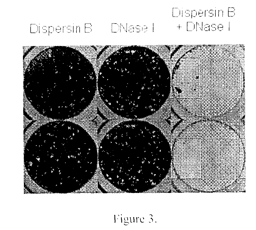 DispersinB(TM), 5-fluorouracil, deoxyribonuclease I and proteinase K-based antibiofilm compositions and uses thereof