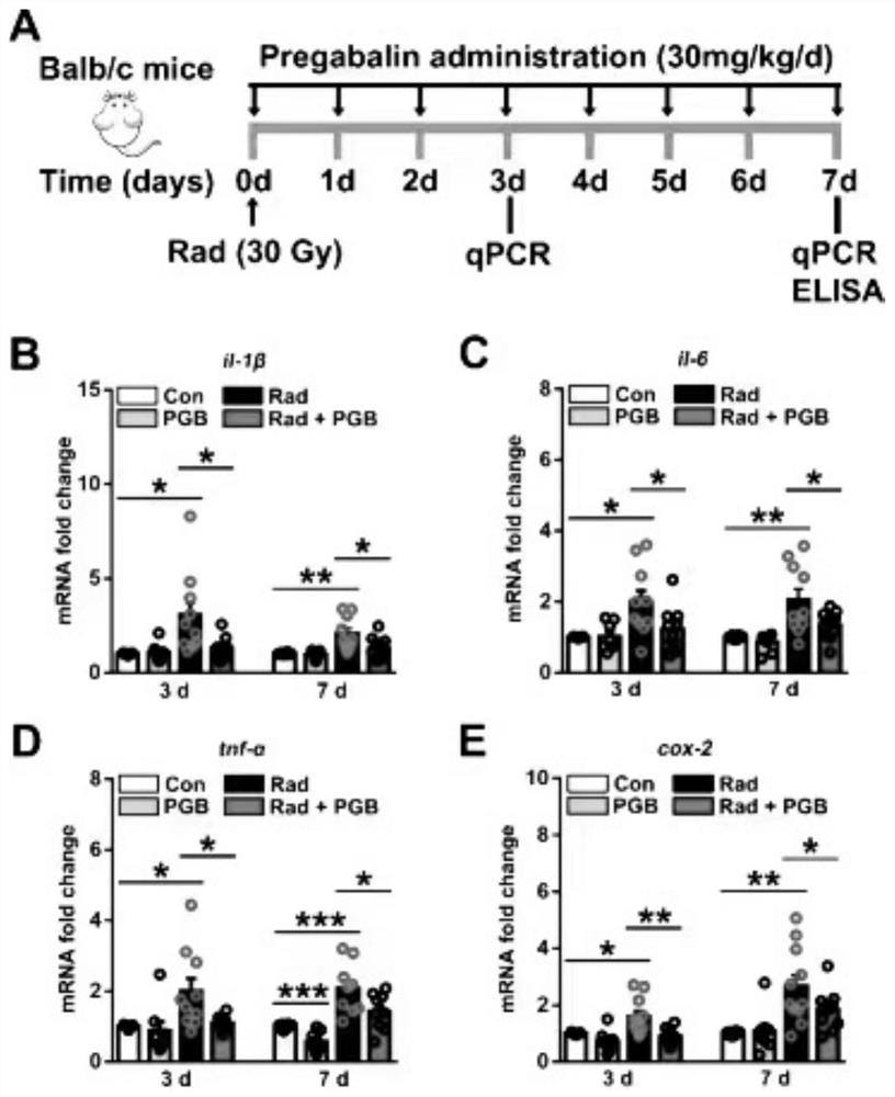 Application of pregabalin in preparation of medicine for preventing or treating radiation-induced brain injury