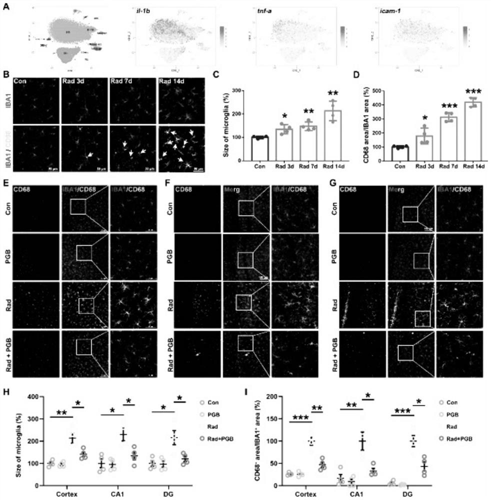 Application of pregabalin in preparation of medicine for preventing or treating radiation-induced brain injury