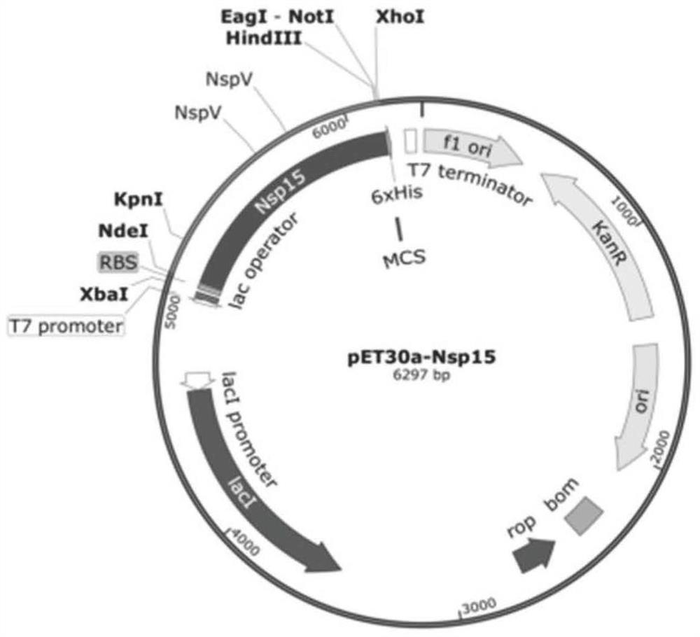 Polyclonal antibody of porcine epidemic diarrhea virus Nsp15 protein and preparation method thereof