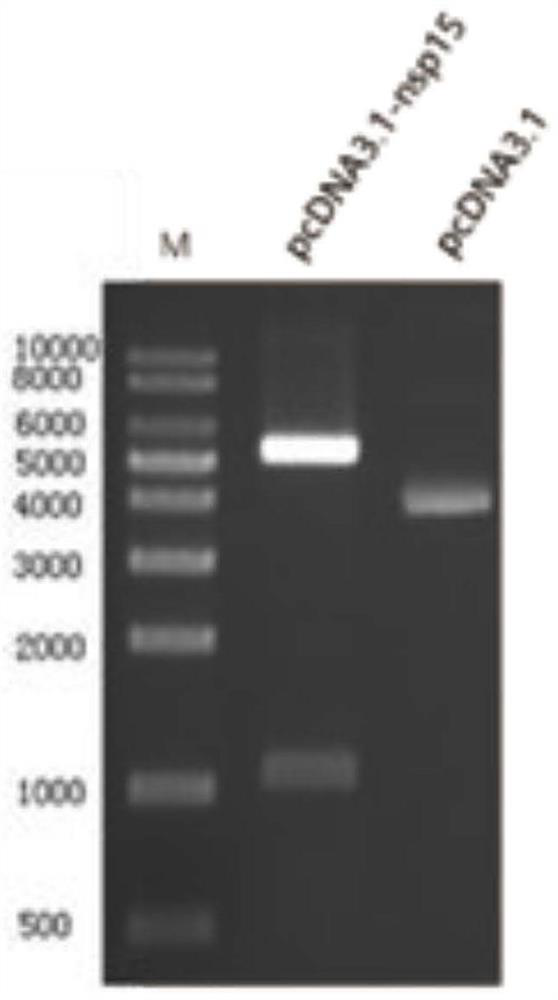 Polyclonal antibody of porcine epidemic diarrhea virus Nsp15 protein and preparation method thereof