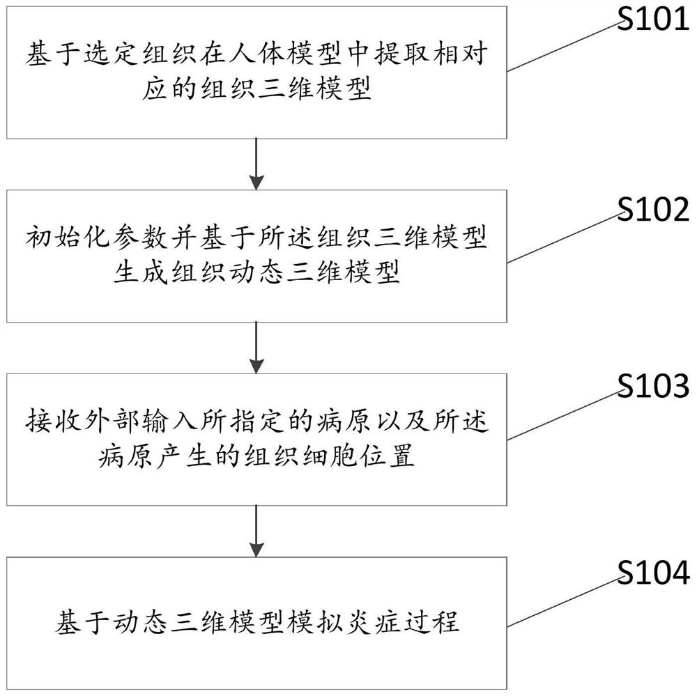 Tissue inflammation simulation display method and system