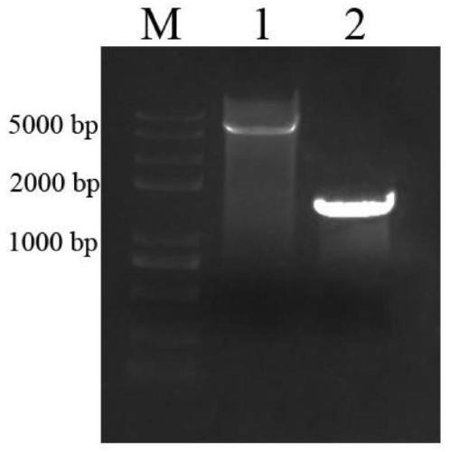 Nanobody capable of resisting H9N2 subtype avian influenza viruses, preparation method and application