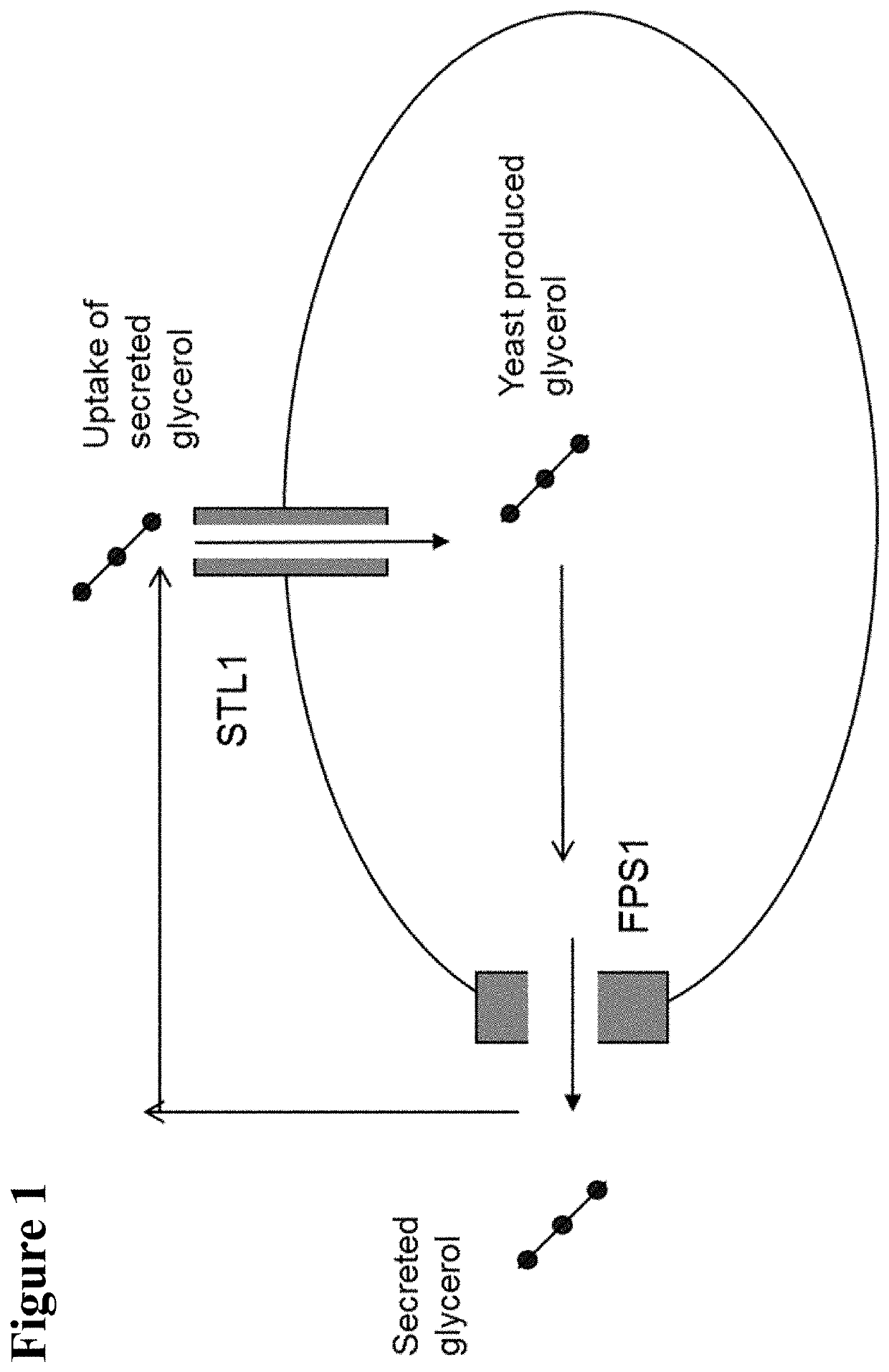 Methods for producing isopropanol and acetone in a microorganism