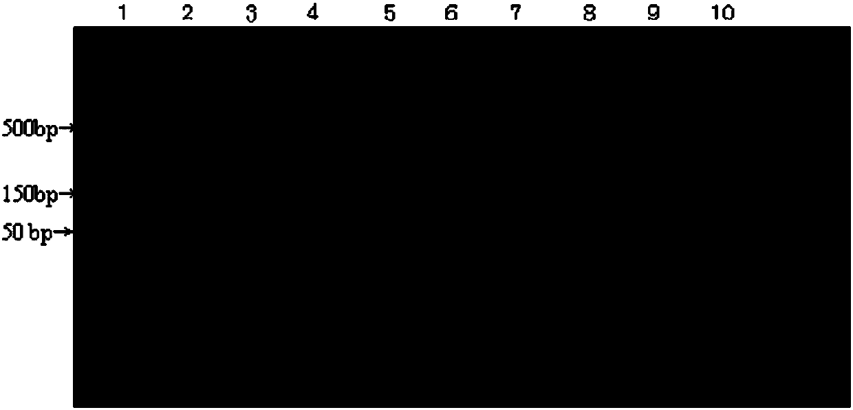 Kit for identifying experimental animal cattle and sheep brucella and detection method thereof