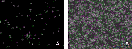 Plant pathogen activity evaluation and bactericide high throughput screening method and kit