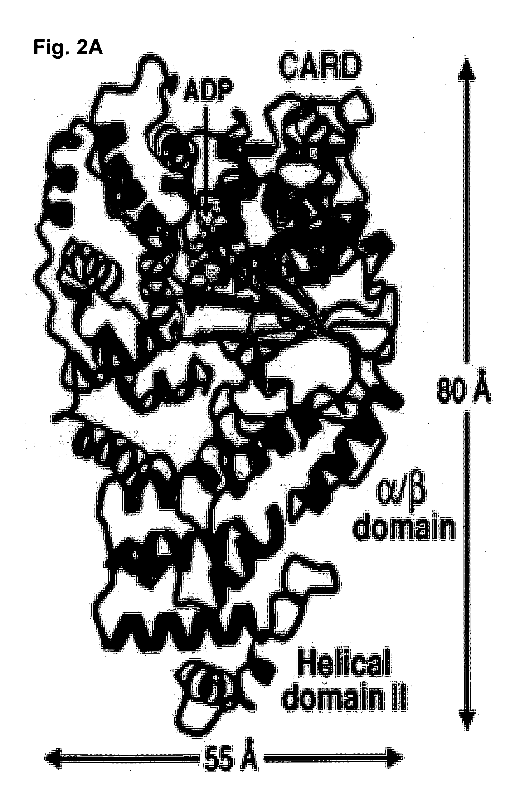 Soluble, functional apoptotic protease-activating factor 1 fragments