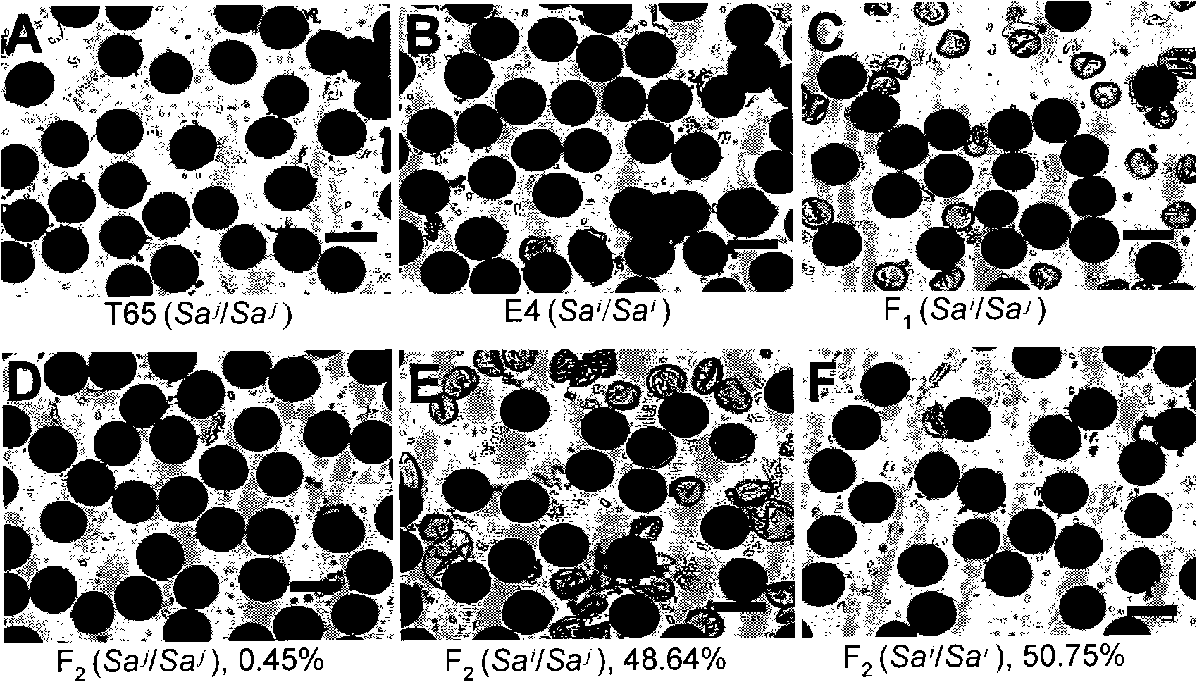 Rice hybrid pollen fertility gene and uses thereof