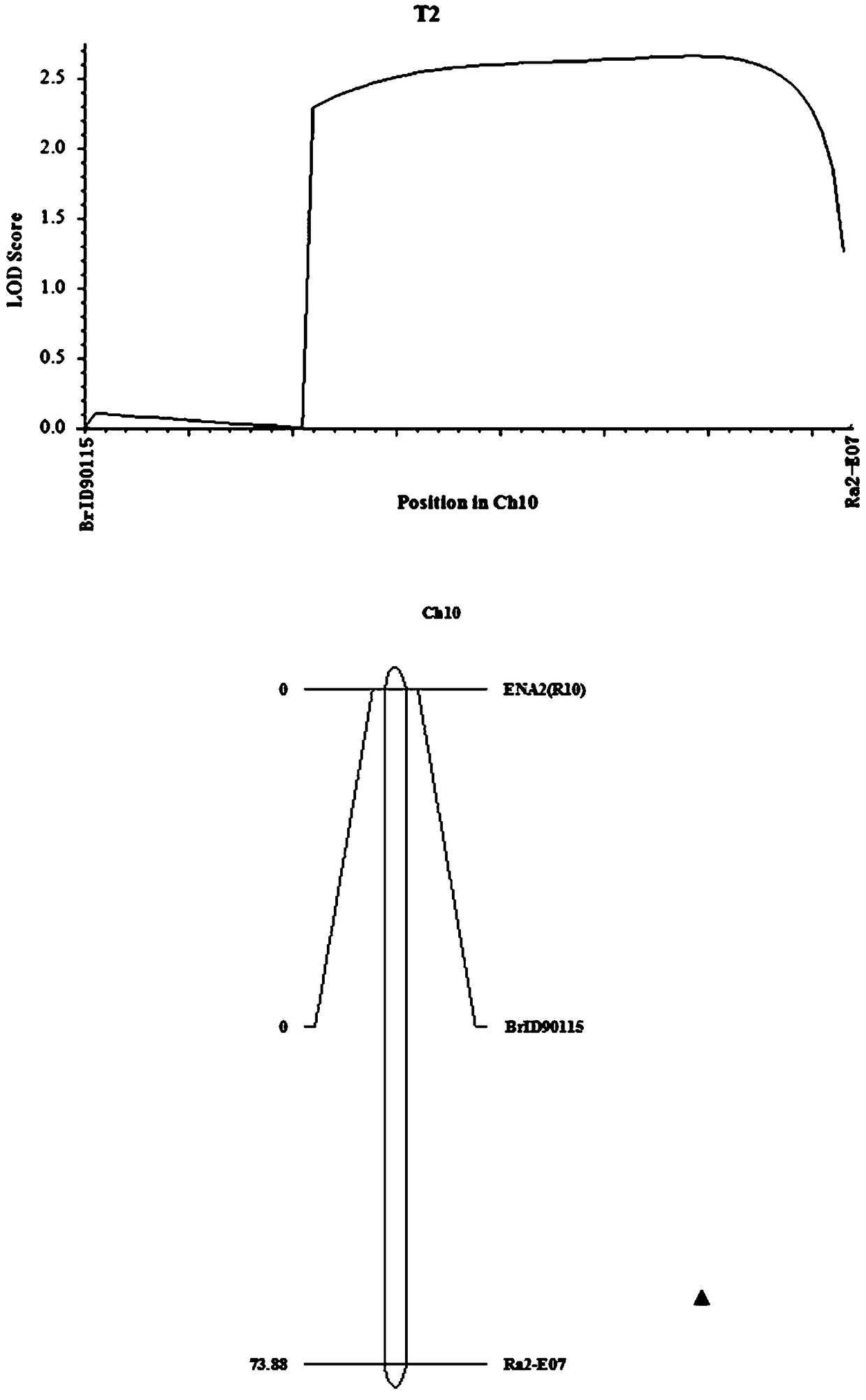 Molecular markers and qtl sites of pod enzymes in strong winter Chinese cabbage type winter rapeseed