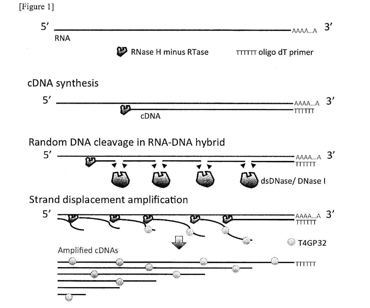 Method for nucleic acid amplification