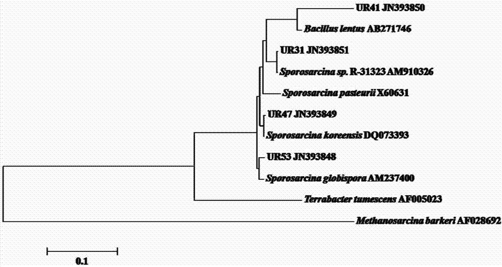 Method for preparing high-strength microbial mortar by using urease-producing microbes