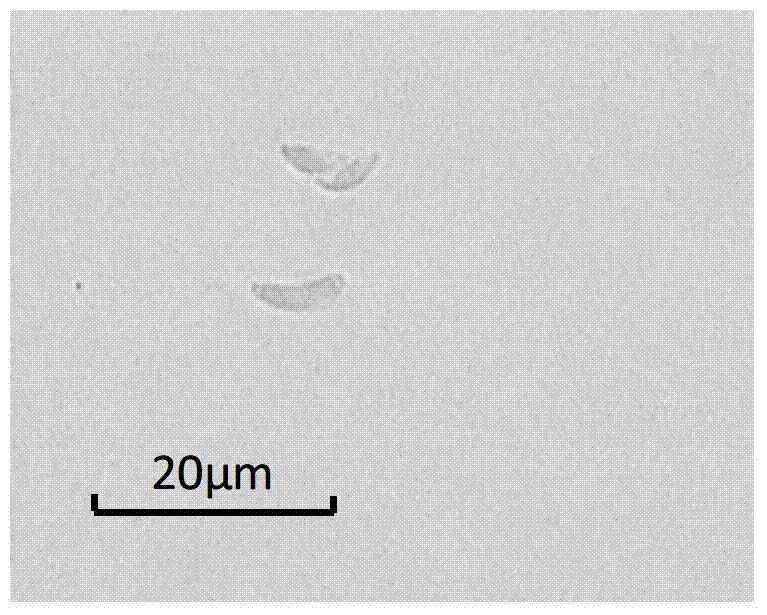 Obtaining and application of oil-producing monoraphidium LB59