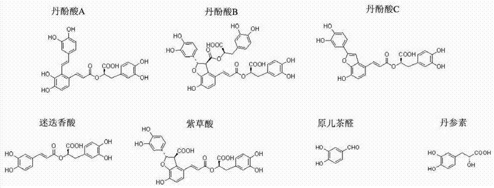 Use of polymer salvianolic acid in the preparation of drugs for inhibiting the occurrence or development of aortic aneurysm or aortic dissection