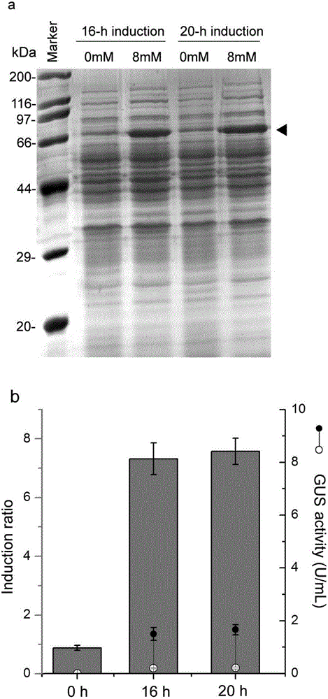 Theophylline induction type gene expression system